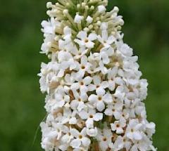 Buddleja markeep syn 'Marbled White'