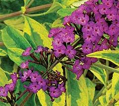 Buddleja davidii 'Dartmoor'