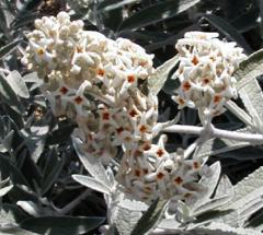 Buddleja davidii 'Dartmoor'