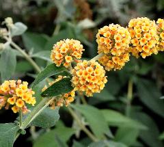 Vlinderstruik 'White Profusion'