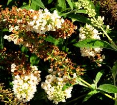 Buddleja davidii 'White Chip'