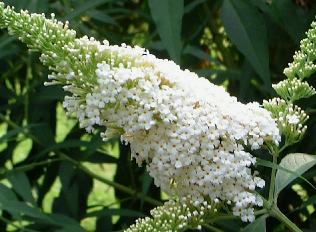 buddlejawhiteprofusion