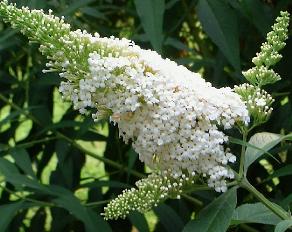 buddlejawhiteprofusion