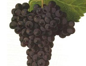 CabernetFranc