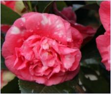 Camellia japonica 'Daikagura' tweekleurigbicolore