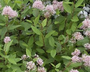 Ceanothus_x_delileanus_ 'Henri Desfossé' 