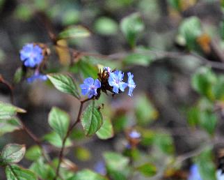 Ceratostigma_Willmotianum_closeup