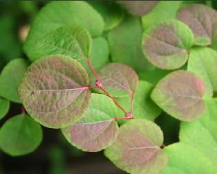 CercidiphyllumjaponicumauthorJeanPaulGramont