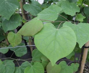 Cercis canadensis 'Cascading Hearts'