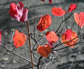 Cercis canadensis 'Forest Pansy ' herfstkleuren 2