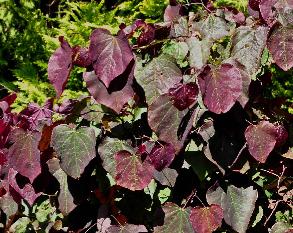 Cercis canadensis 'Forest Pansy' juli 2012