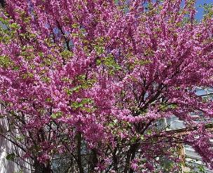 Cercis siliquastrum author Jerzy Opiola GNU licentie