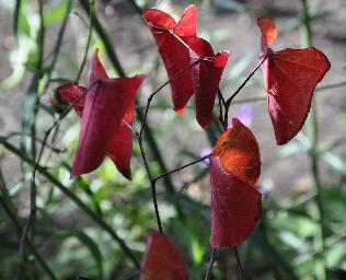 Cercis_canadensis_Fores_Pansy