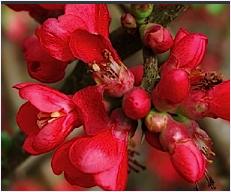 Chaenomeles x superba 'Hollandia'