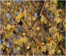 Chimonanthus praecox flowers vn