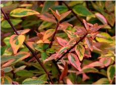 Clematis armandii