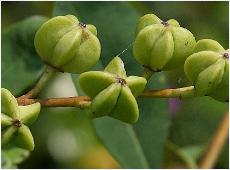 Clematis armandii