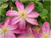 Clematis 'Asao' closeupFlowersVN