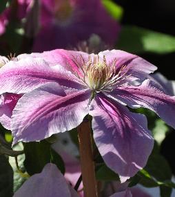 Clematis'Bees Jubilee'