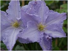 Clematis 'Blekitny Aniol'