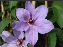 Clematis'Blue Ravine'