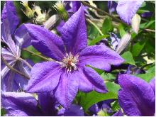 Clematis 'Caddicks Cascade Semu' flowers closeup