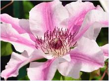 Clematis 'Capitaine Thuilleaux'