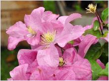 Clematis 'Comtesse de Bouchauld'