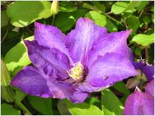 Clematis 'Daniel Deronda' closeup