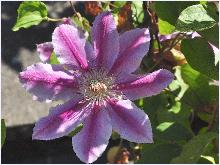 Clematis 'Dr. Ruppel' vncloseup