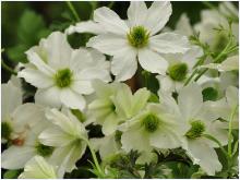 Clematis 'Early Sensation'  Closeupvn