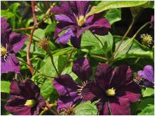 Clematis 'Etoile Violette'   bloemenvn