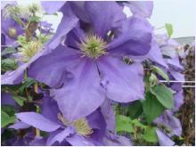 Clematis 'General Sikorski'