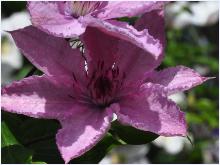 Clematis 'Hagley Hybrid' closeup