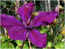 Clematis Honora' closeup