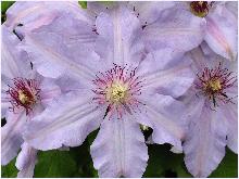 Clematis Hybrida 'Sieboldii'