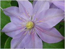 Clematis 'Justa'