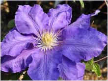 Clematis 'Lasurstem' closeupvnn