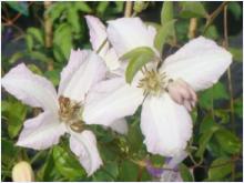 Clematis 'Little Nel'