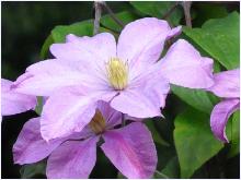 Clematis 'Madame Baron Veillar'  2