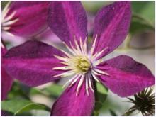 Clematis 'Mikelite'