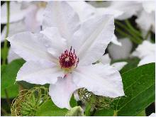 Clematis 'MissBateman' vn