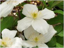 Clematis montana 'Grandiflora'