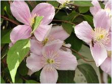 Clematis montana 'Mayleen'