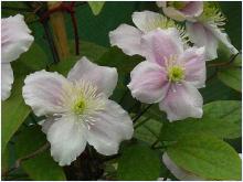 Clematis montana 'Rubens'