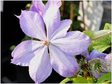 Clematis 'Mrs Cholmondeley' VN