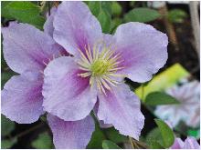 Clematis 'Nelly Moser 'VNN2