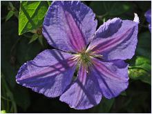 Clematis 'Perle d'Azur' closeup2vn