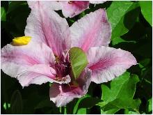 Clematis 'Pink Fantasy tuin