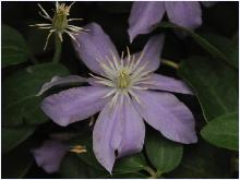 Clematis 'Prince Charles ' closeup